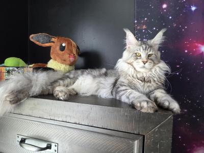 Ivar - Maine Coon - Gallery Photo #1
