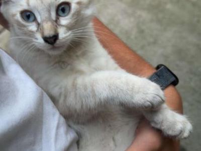 Male Siamese Kitten - Siamese - Gallery Photo #1