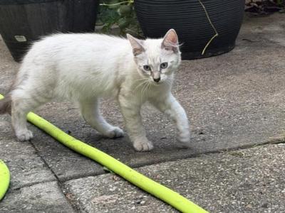 Siamese Female Kitten - Siamese - Gallery Photo #1
