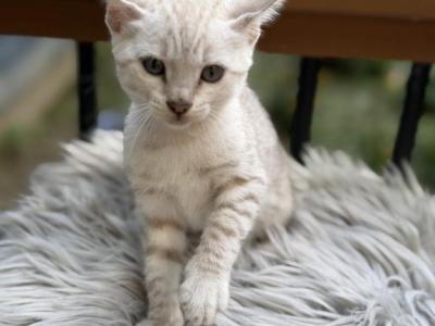 Woody - Bengal - Gallery Photo #1