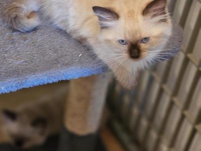 ENCHANTING Babies - Ragdoll - Gallery Photo #1