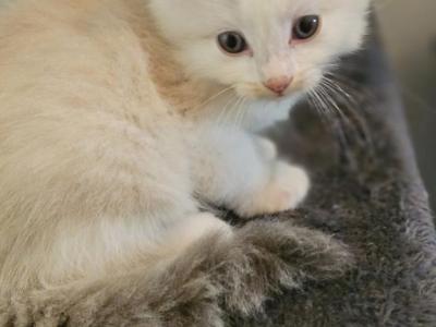 ENCHANTING GIRL - Ragdoll - Gallery Photo #1