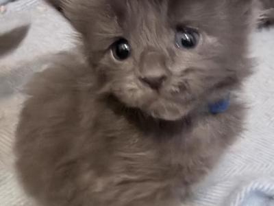 Asgard Arrakis Litter - Maine Coon - Gallery Photo #1