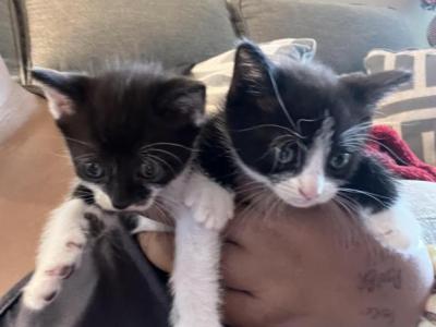 Tiny Kittens - American Shorthair - Gallery Photo #1