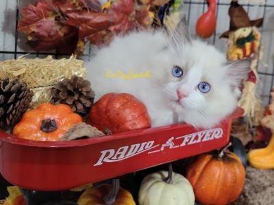LillyFinley - Ragdoll - Gallery Photo #1