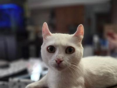 Duchess - Munchkin - Gallery Photo #1