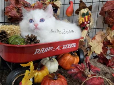 Splash - Ragdoll - Gallery Photo #1