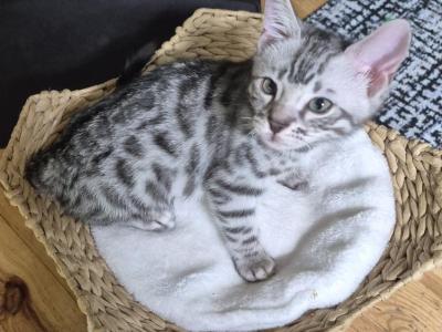 Silver Bengal - Bengal - Gallery Photo #1