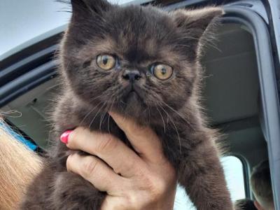 Tica Black Exotic Shorthair Kittens - Exotic - Gallery Photo #1