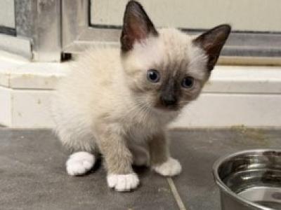 SNOWSHOE MANX GIRL JUNE 26 - Siamese - Gallery Photo #1