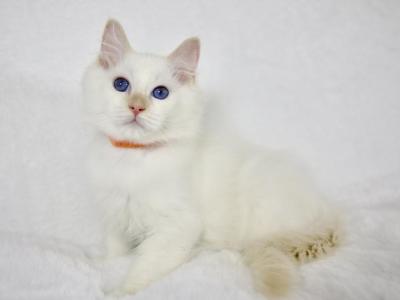 Thimble - Ragdoll - Gallery Photo #1