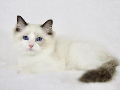 Pin - Ragdoll - Gallery Photo #1