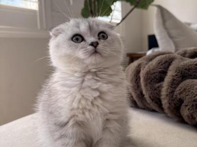 Bodhi - Scottish Fold - Gallery Photo #1