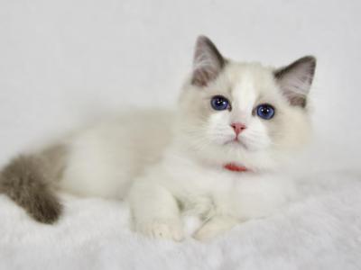 Strawberry - Ragdoll - Gallery Photo #1