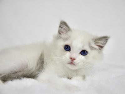 Pothos - Ragdoll - Gallery Photo #1