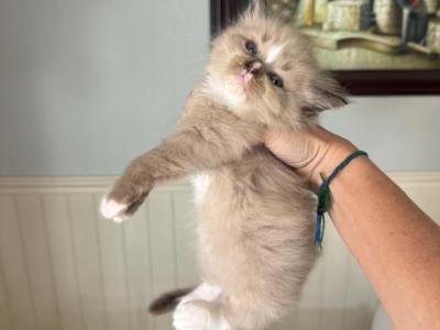 Sammie - Ragdoll - Gallery Photo #1