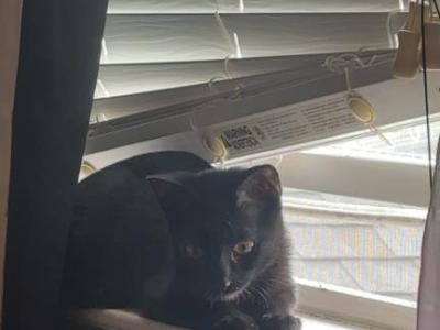 Mittens - American Shorthair - Gallery Photo #1