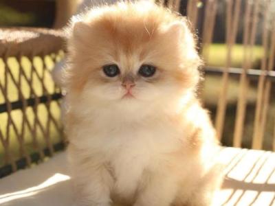 Playful Munchkin Kittens - Munchkin - Gallery Photo #1