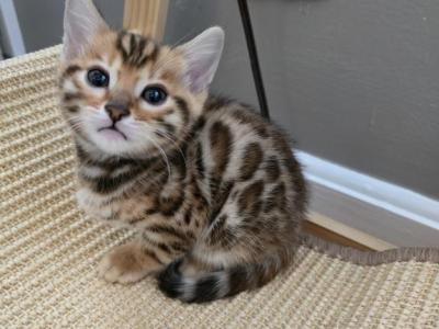 Playful Bengal Kittens Ready Now - Bengal - Gallery Photo #1