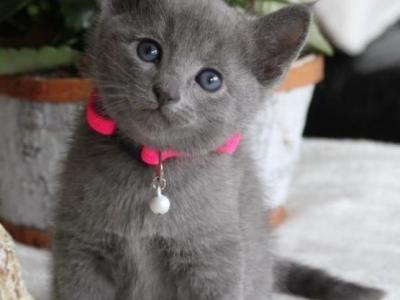 Playful Russian Blue Kittens Ready Now - Russian Blue - Gallery Photo #1