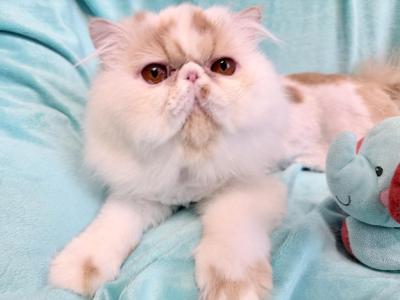 Red And White Male - Persian - Gallery Photo #1