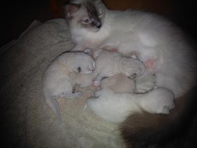Aryia's Ragdoll Kittens - Ragdoll - Gallery Photo #1