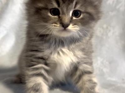 Gray - Domestic - Gallery Photo #1