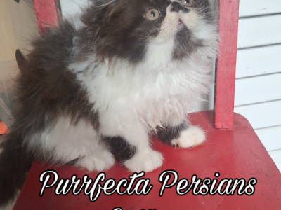 Chocolate Bicolor Male Persian Kitten - Persian - Gallery Photo #1