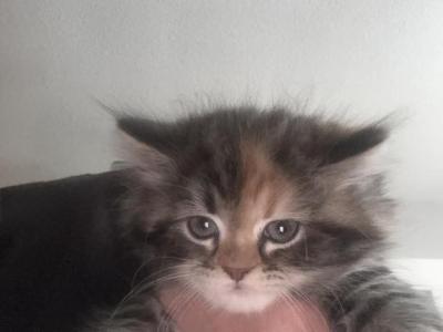 Cali - Domestic - Gallery Photo #1