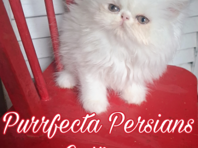 White Female Persian Kitten - Persian - Gallery Photo #1