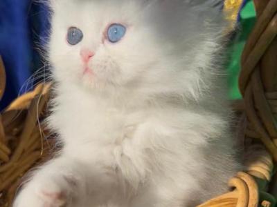Persian Dollface White Male With Odd Eyes - Persian - Gallery Photo #1