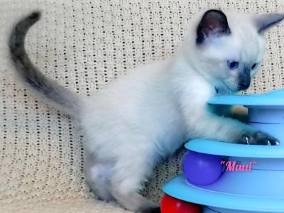 Maui - Siamese - Gallery Photo #1