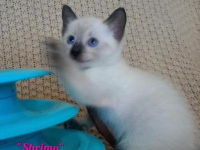 Shrimp PENDING DEPOSIT - Siamese - Gallery Photo #1