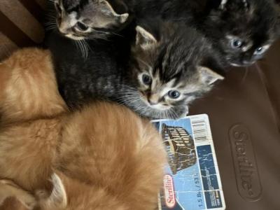 Kitty - Domestic - Gallery Photo #1
