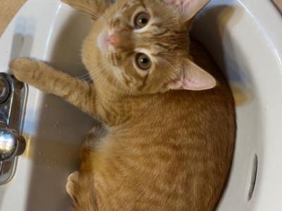 Ozzy Pawsbourne - Domestic - Gallery Photo #1
