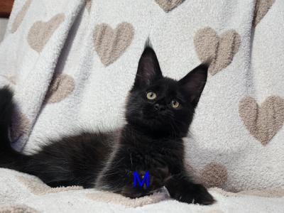 MayLitter - Maine Coon - Gallery Photo #1