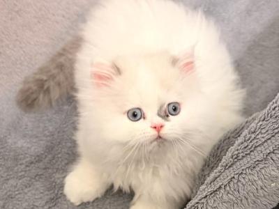 Lilac Bicolor Male CFA Registered - Himalayan - Gallery Photo #1