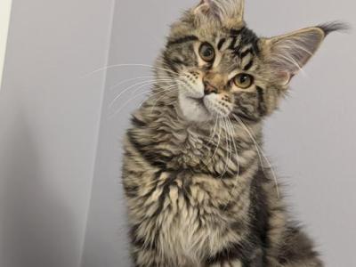 Girl - Maine Coon - Gallery Photo #1