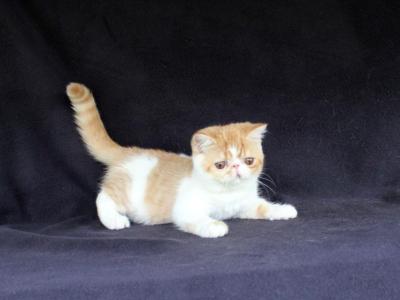 Art In Motion Persians - Persian - Gallery Photo #1