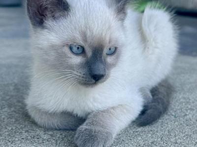 Zz - Siamese - Gallery Photo #1