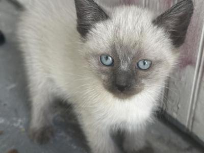 Nike - Siamese - Gallery Photo #1
