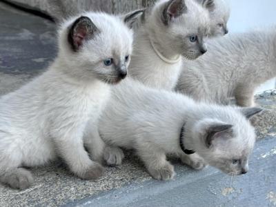Boys - Siamese - Gallery Photo #1