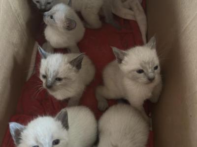 Boys 1 - Siamese - Gallery Photo #1