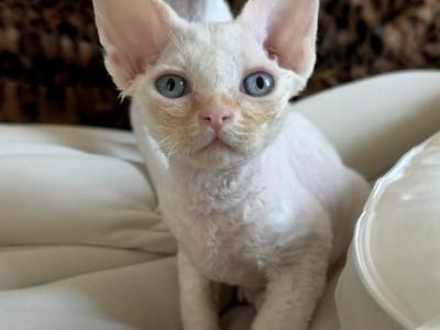 May Litter - Devon Rex - Gallery Photo #1
