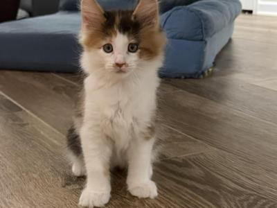 Rainbow - Maine Coon - Gallery Photo #1