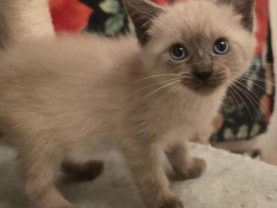 Blue And Seal  Siamese Kittens - Siamese - Gallery Photo #1