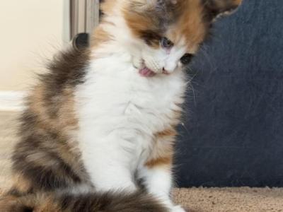Cleo - Maine Coon - Gallery Photo #1