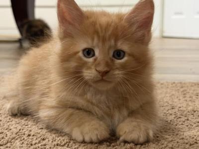 Ginger - Maine Coon - Gallery Photo #1