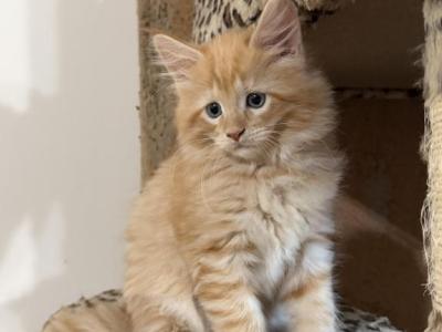 Pumpkin - Maine Coon - Gallery Photo #1