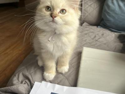 Sumer - Ragdoll - Gallery Photo #1